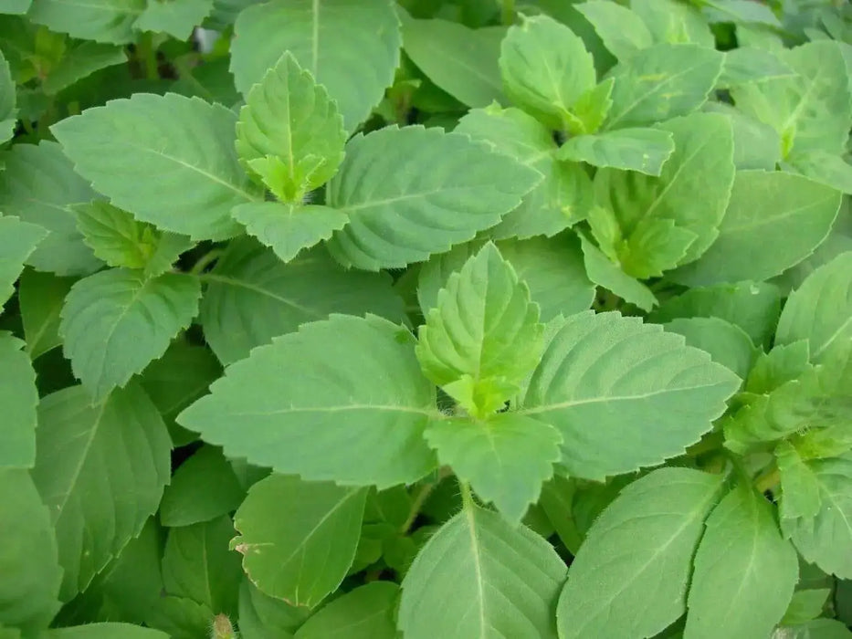 GREEN Holy basil Seeds, Asian Vegetable - Caribbean garden seed