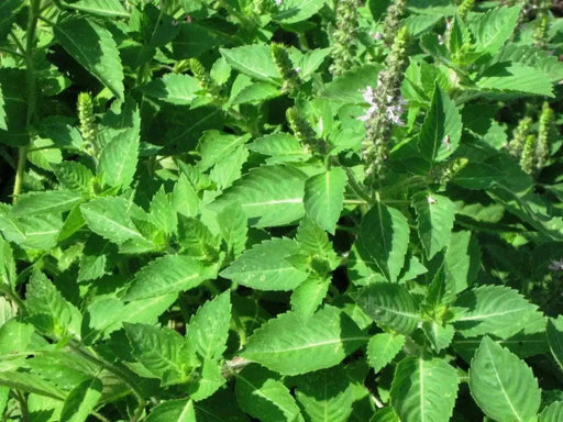 GREEN Holy basil Seeds, Asian Vegetable - Caribbean garden seed