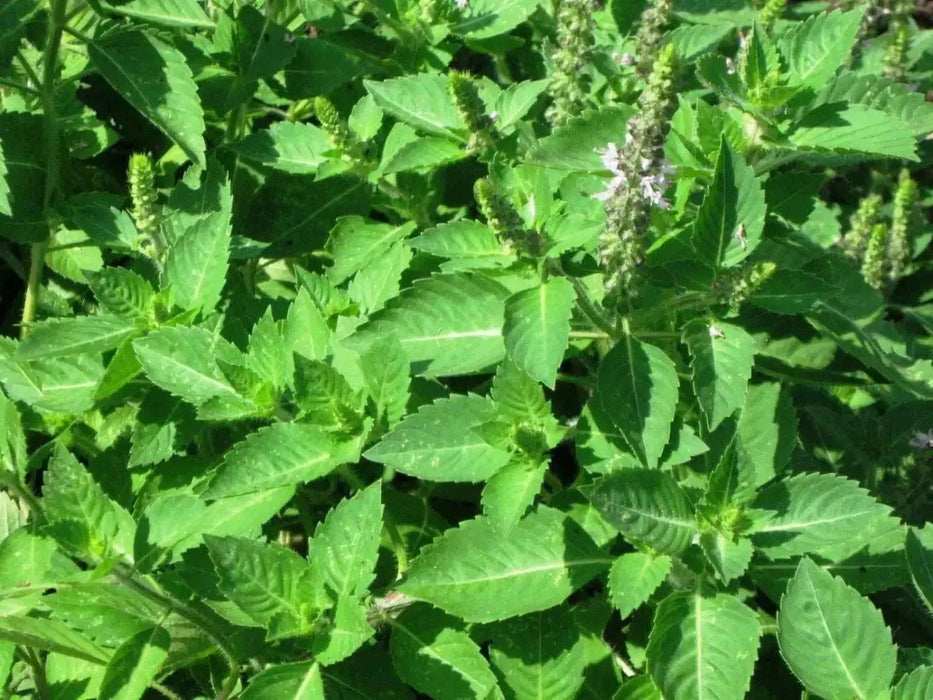 GREEN Holy basil Seeds, Asian Vegetable - Caribbean garden seed