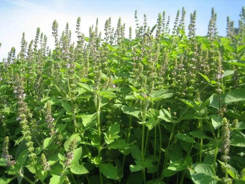 GREEN Holy basil Seeds, Asian Vegetable - Caribbean garden seed