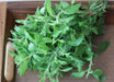 GREEN Holy basil Seeds, Asian Vegetable - Caribbean garden seed