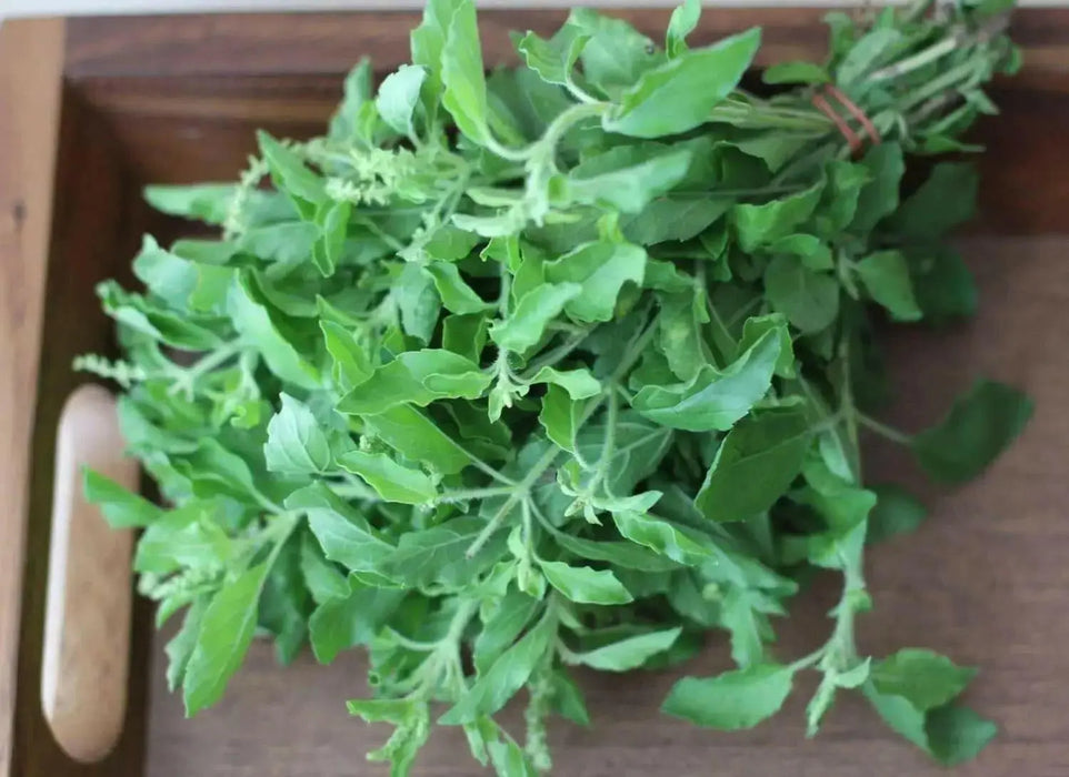 GREEN Holy basil Seeds, Asian Vegetable - Caribbean garden seed
