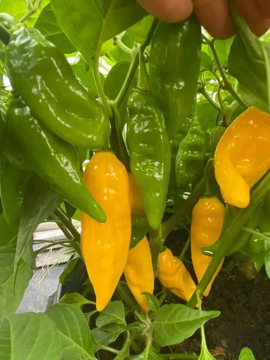 Grenada Seasoning Pepper,LIVE Pepper PLANT - Caribbean garden seed