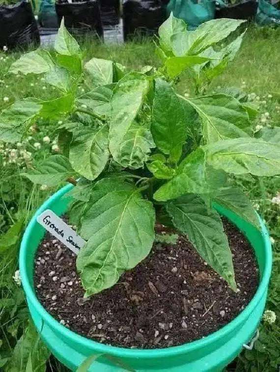 Grenada Seasoning Pepper,LIVE Pepper PLANT - Caribbean garden seed
