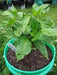 Grenada Seasoning Pepper,LIVE Pepper PLANT - Caribbean garden seed