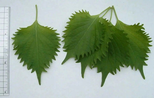 Green Shiso Seed - (Perilla Frutescens)  Asian Vegetable - Caribbean garden seed