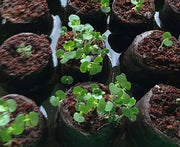 Green Shiso Seed - (Perilla Frutescens)  Asian Vegetable - Caribbean garden seed
