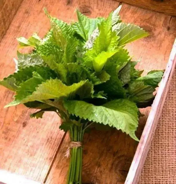 Green Shiso Seed - (Perilla Frutescens)  Asian Vegetable - Caribbean garden seed