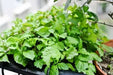 Green Shiso Seed - (Perilla Frutescens)  Asian Vegetable - Caribbean garden seed