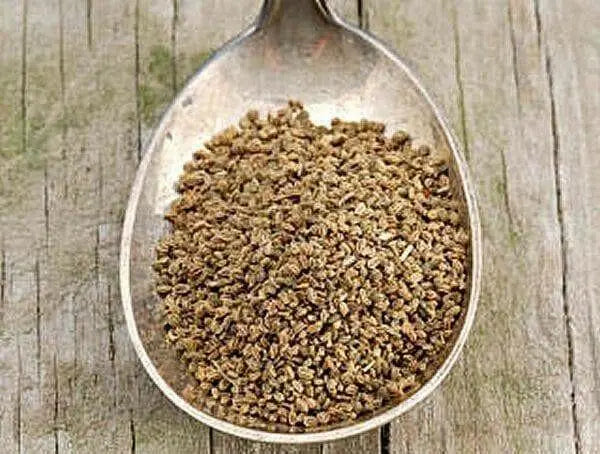 Ground Celery Seeds, the earthy, savory spice. - Caribbean garden seed