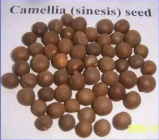 Green Tea Plant Seeds - Caribbean garden seed
