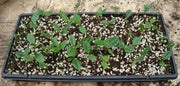 Green Tea Plant Seeds - Caribbean garden seed