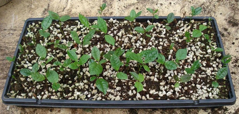 Green Tea Plant Seeds - Caribbean garden seed