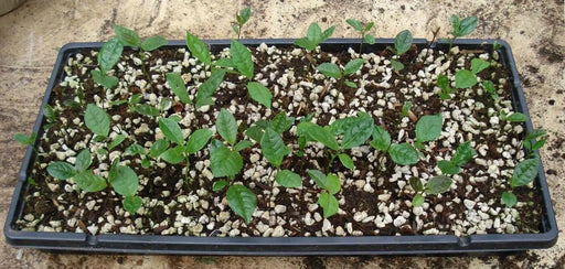 Green Tea Plant Seeds - Caribbean garden seed