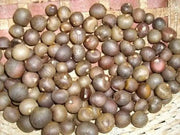 Green Tea Plant Seeds - Caribbean garden seed