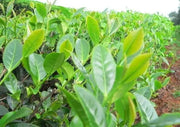 Green Tea Plant Seeds - Caribbean garden seed