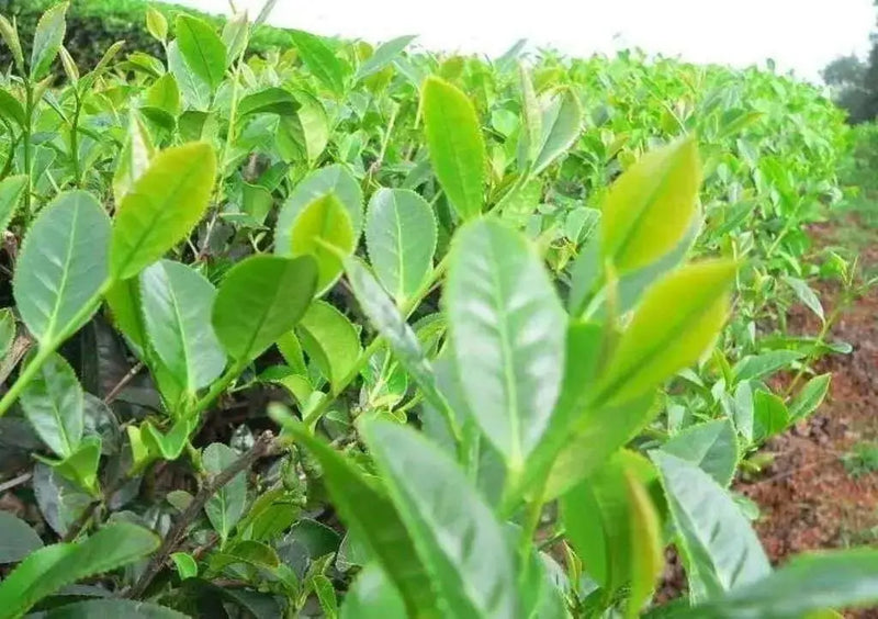 Green Tea Plant Seeds - Caribbean garden seed