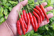 Guntur Chili HOT Pepper Seeds, capsicum annuum, ASIAN VEGETABLE - Caribbean garden seed