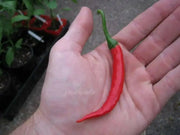 Guntur Chili HOT Pepper Seeds, capsicum annuum, ASIAN VEGETABLE - Caribbean garden seed