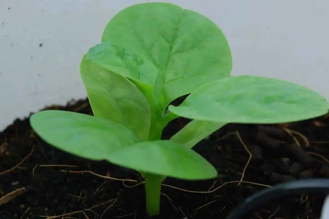 Green Malabar spinach Seeds ,Asian Vegetable - Caribbean garden seed