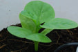 Green Malabar spinach Seeds ,Asian Vegetable - Caribbean garden seed