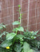 Green Malabar spinach Seeds ,Asian Vegetable - Caribbean garden seed