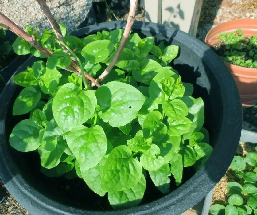 Green Malabar spinach Seeds ,Asian Vegetable - Caribbean garden seed