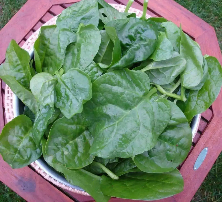 Green Malabar spinach Seeds ,Asian Vegetable - Caribbean garden seed