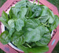 Green Malabar spinach Seeds ,Asian Vegetable - Caribbean garden seed
