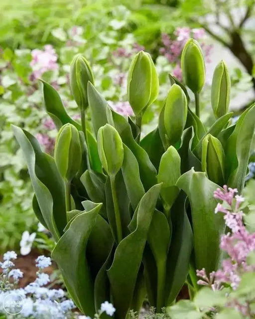 Green Power Tulip - Bulbs-12/+cm,fall planting - Caribbean garden seed