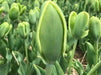 Green Power Tulip - Bulbs-12/+cm,fall planting - Caribbean garden seed