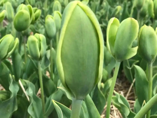 Green Power Tulip - Bulbs-12/+cm,fall planting - Caribbean garden seed