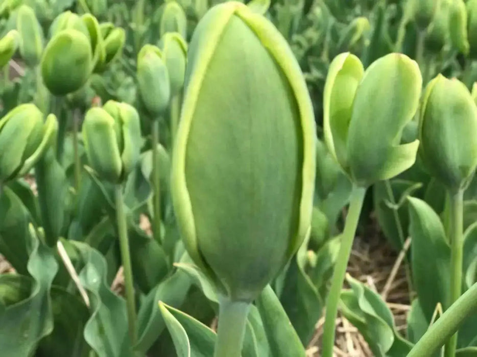 Green Power Tulip - Bulbs-12/+cm,fall planting - Caribbean garden seed