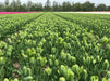 Green Power Tulip - Bulbs-12/+cm,fall planting - Caribbean garden seed