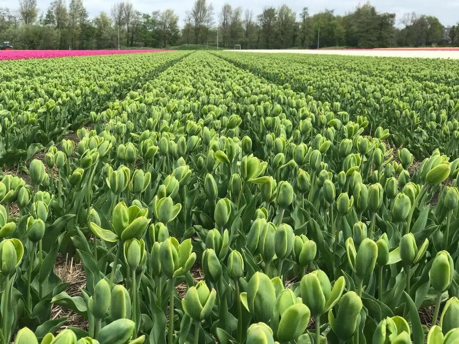 Green Power Tulip - Bulbs-12/+cm,fall planting - Caribbean garden seed