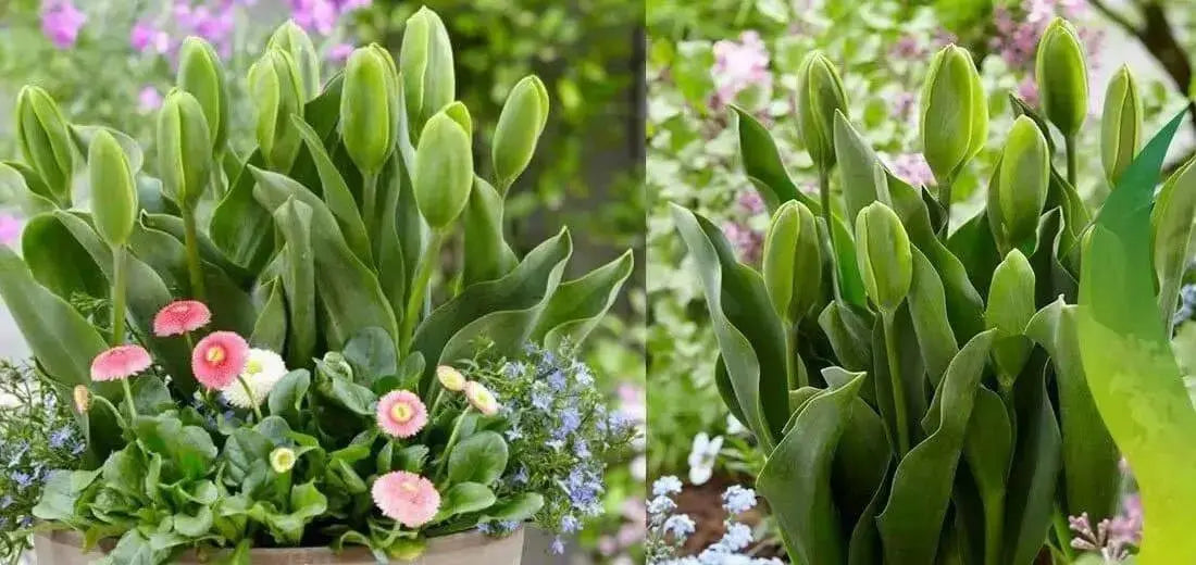 Green Power Tulip - Bulbs-12/+cm,fall planting - Caribbean garden seed