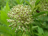 GREEN MILKWEED ,flowers SEEDS - Caribbean garden seed