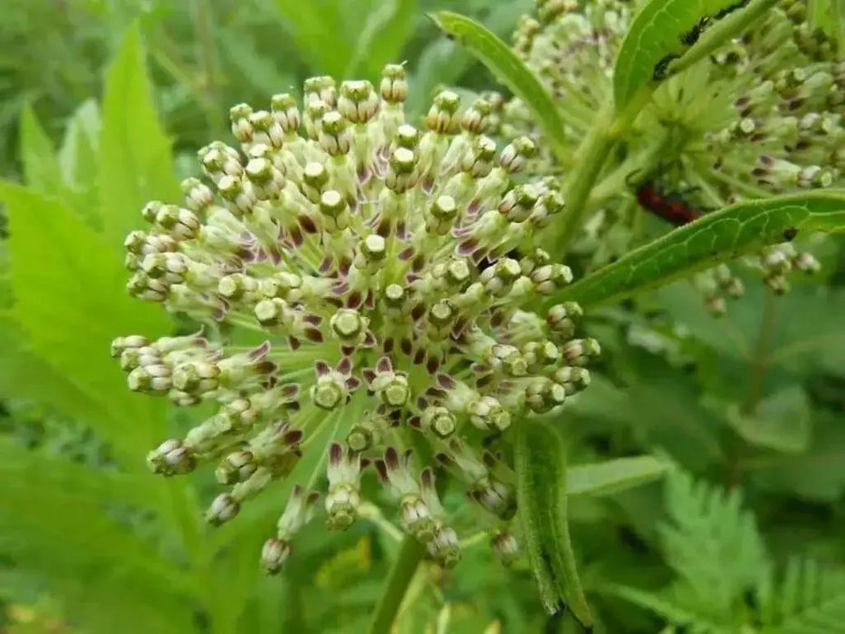 GREEN MILKWEED ,flowers SEEDS - Caribbean garden seed