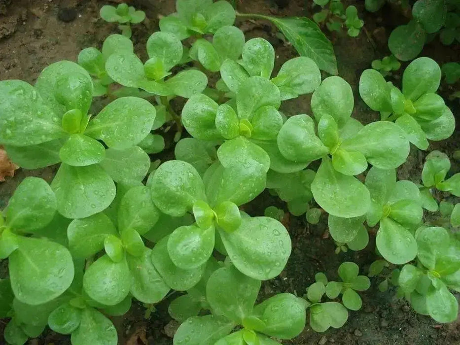 GREEN Purslane Seeds - Succulent Herb - Caribbean garden seed