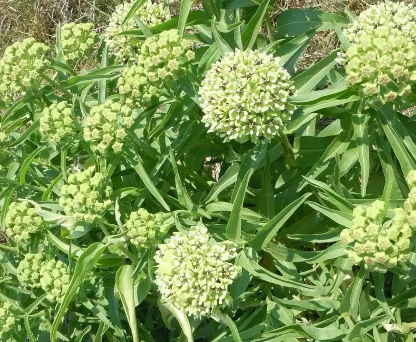 GREEN MILKWEED ,flowers SEEDS - Caribbean garden seed