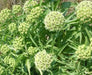 GREEN MILKWEED ,flowers SEEDS - Caribbean garden seed
