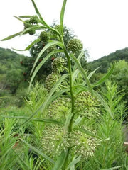 GREEN MILKWEED ,flowers SEEDS - Caribbean garden seed