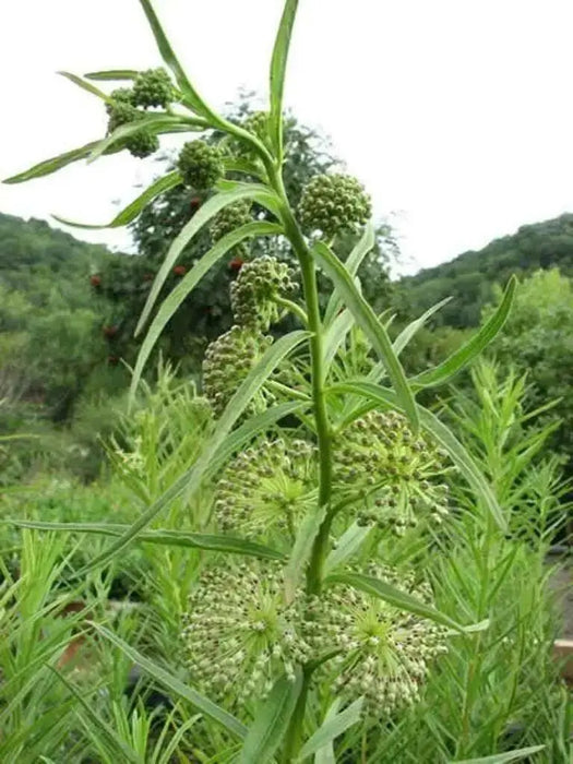 GREEN MILKWEED ,flowers SEEDS - Caribbean garden seed