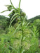 GREEN MILKWEED ,flowers SEEDS - Caribbean garden seed