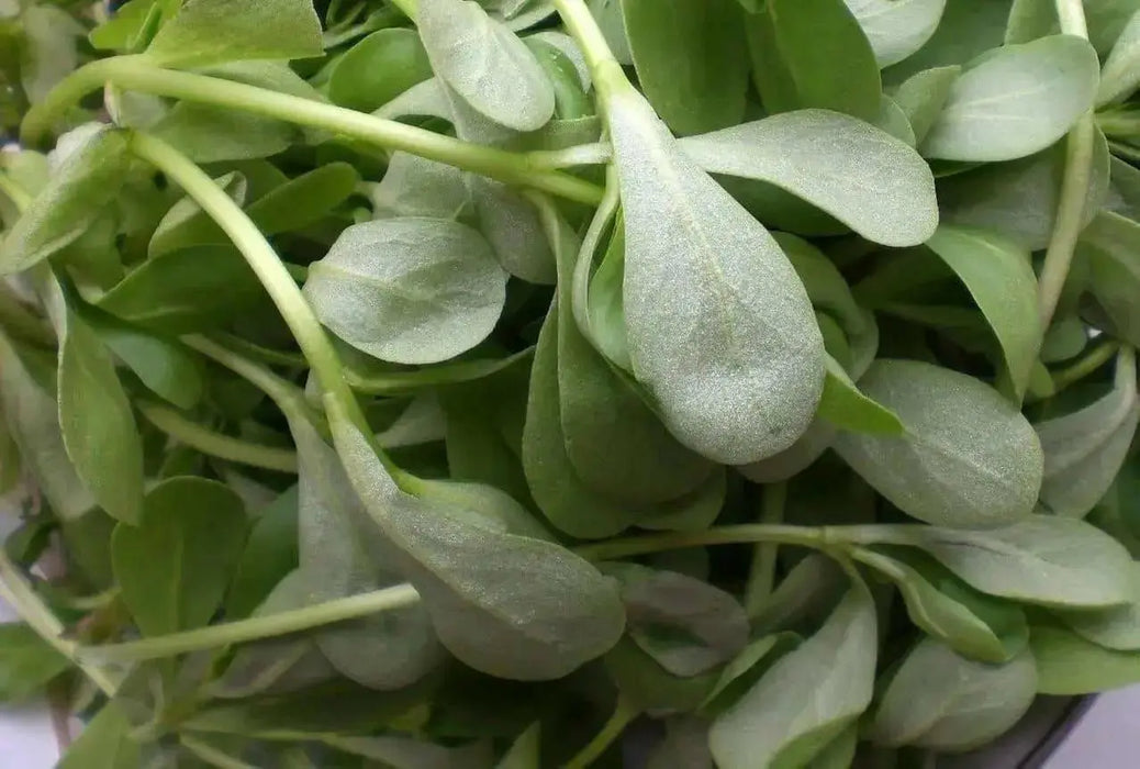 GREEN Purslane Seeds - Succulent Herb - Caribbean garden seed