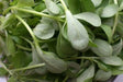 GREEN Purslane Seeds - Succulent Herb - Caribbean garden seed