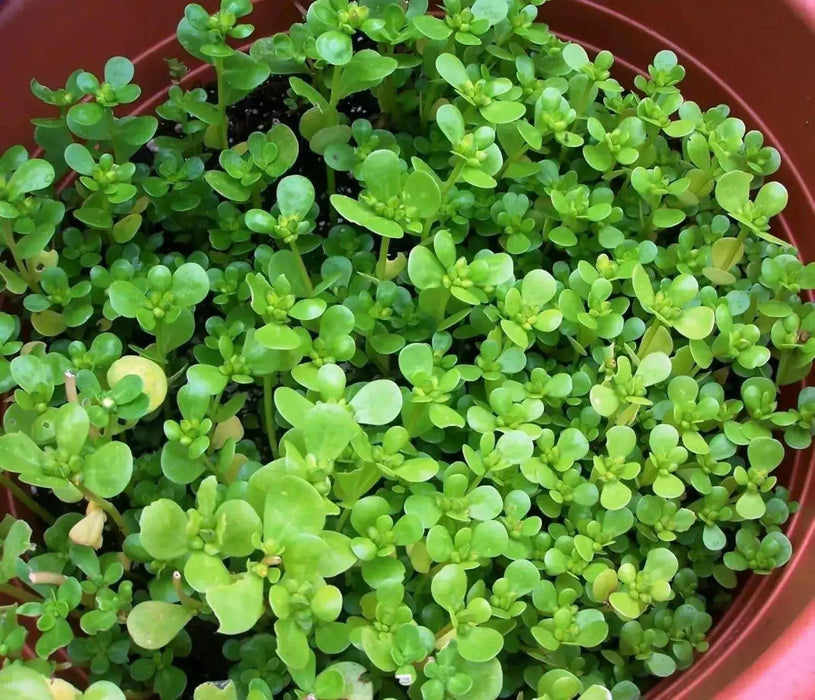 GREEN Purslane Seeds - Succulent Herb - Caribbean garden seed