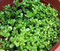 GREEN Purslane Seeds - Succulent Herb - Caribbean garden seed