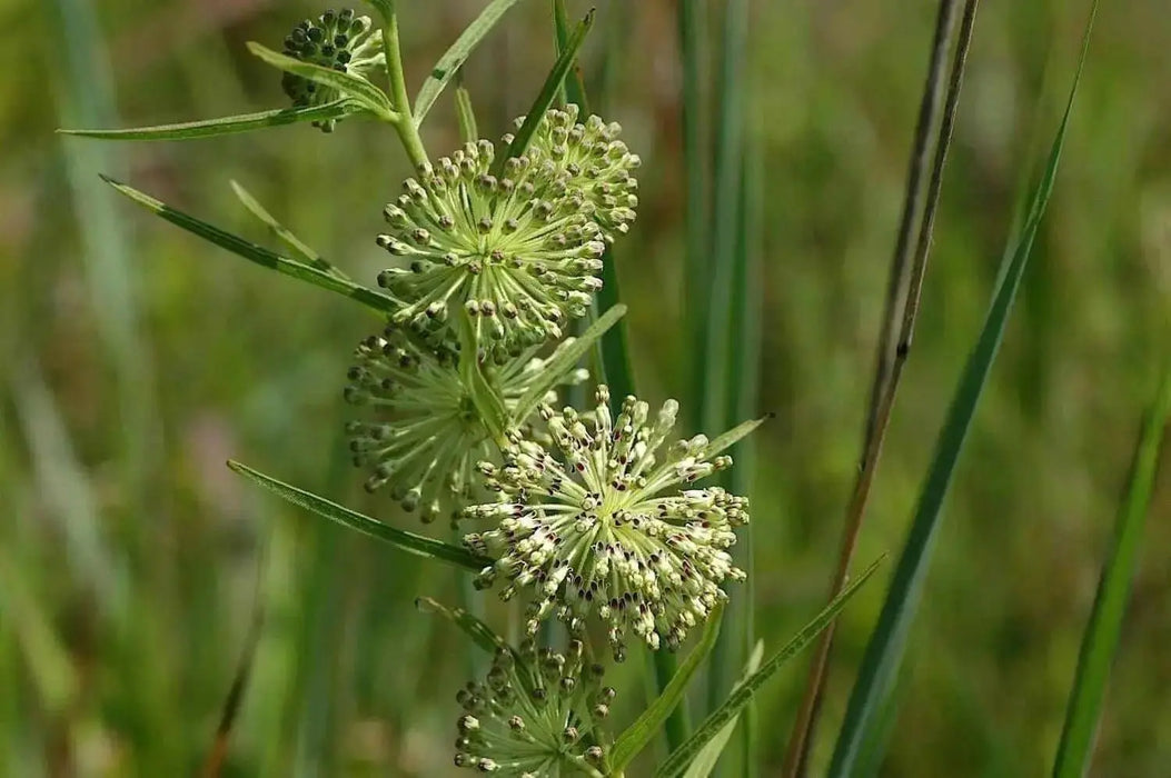 GREEN MILKWEED ,flowers SEEDS - Caribbean garden seed