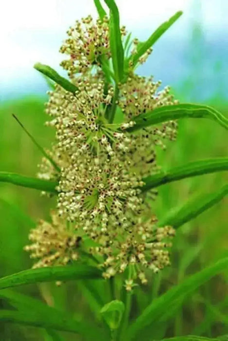 GREEN MILKWEED ,flowers SEEDS - Caribbean garden seed